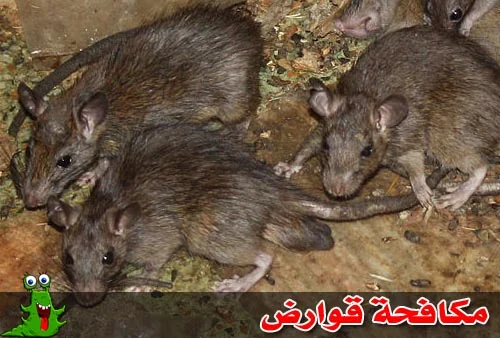 مكافحة القوارض