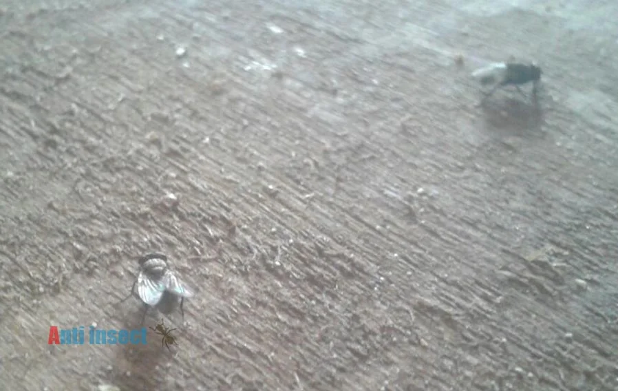 مكافحة حشرات المنزل الضارة